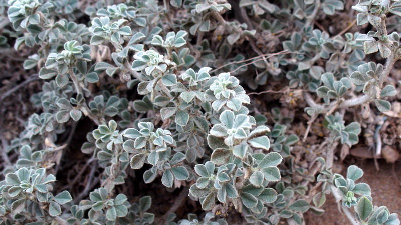 Medicago marina (Fabaceae)